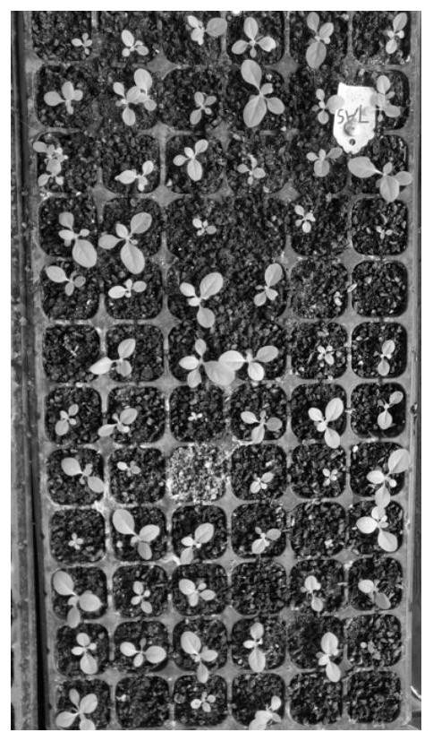 Tobacco seed germination-promoting stress-resistant seedling-strengthening composition, preparation and use method