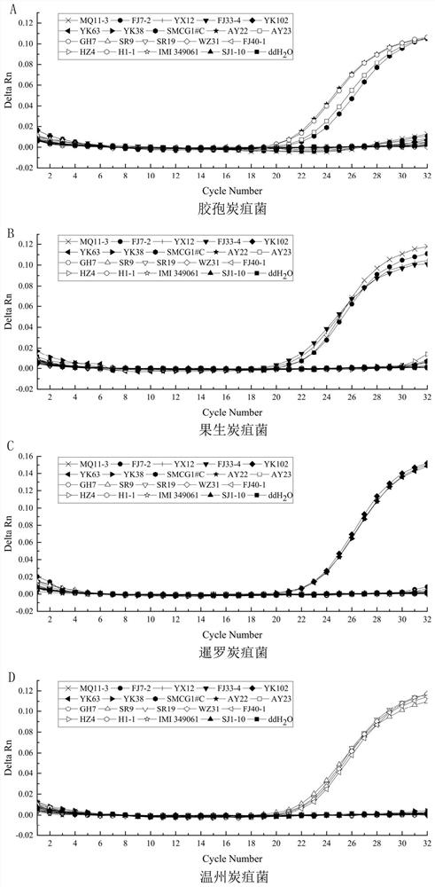 Real-time fluorescence PCR detection primer probe combination of four Chinese fir anthracnose pathogenic bacteria, detection kit and application thereof