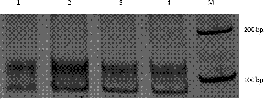 Specific nucleic acid aptamer for recognizing streptomycin and application of nucleic acid aptamer to streptomycin detection