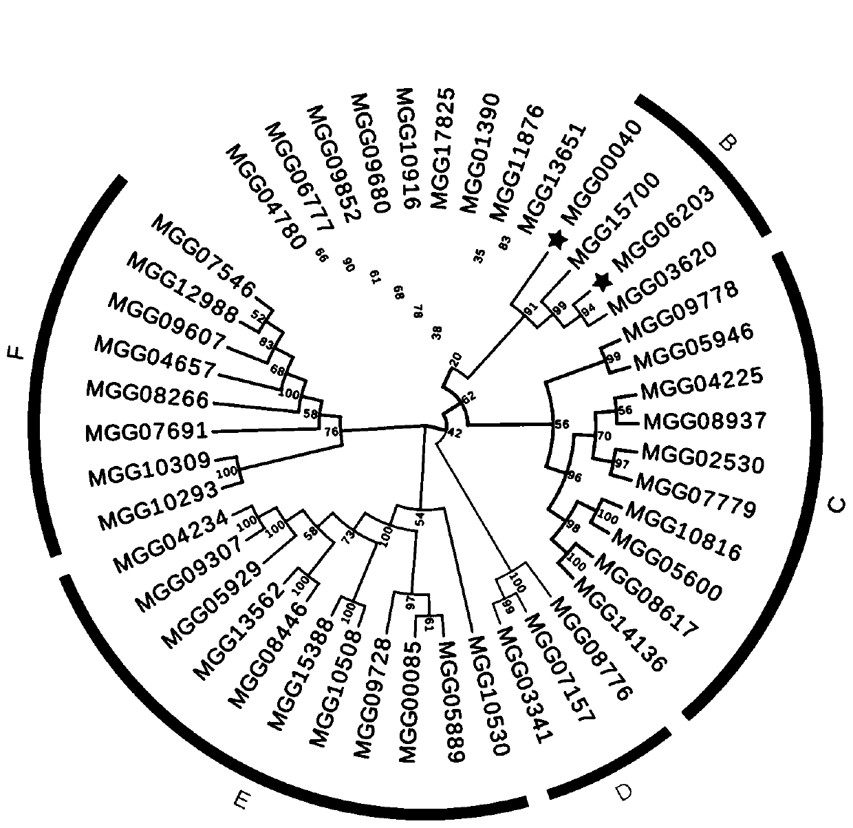 Application of magnaporthe grisea gene MoHXT2 in regulation and control of botanical glycoside transport function