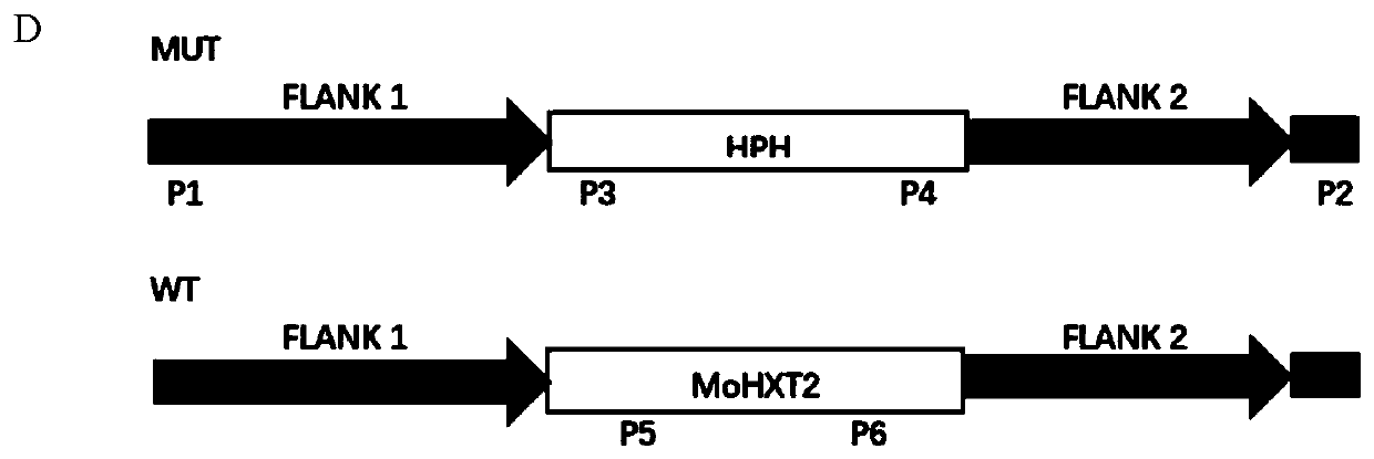 Application of magnaporthe grisea gene MoHXT2 in regulation and control of botanical glycoside transport function