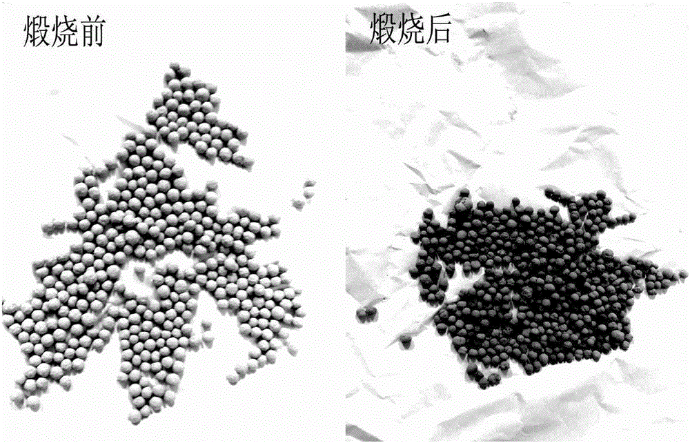 Attapulgite and biomass compound biological ceramsite and preparation method thereof