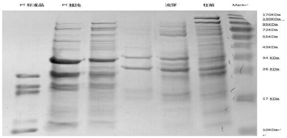 A method for separation and purification of multiple antigenic components of pertussis