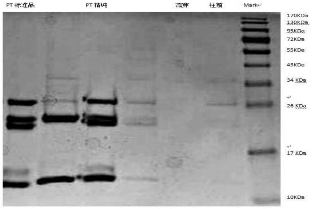 A method for separation and purification of multiple antigenic components of pertussis