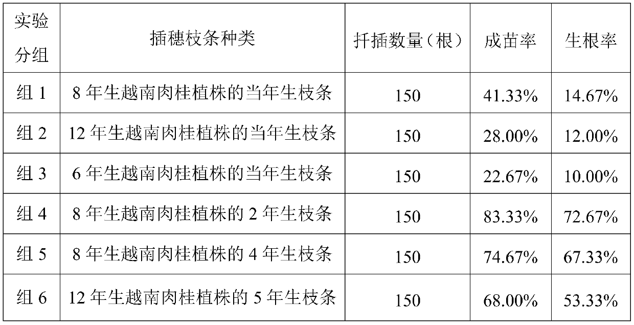 Cutting propagation method of Cinnamomum loureirii Nees and application of cutting propagation method