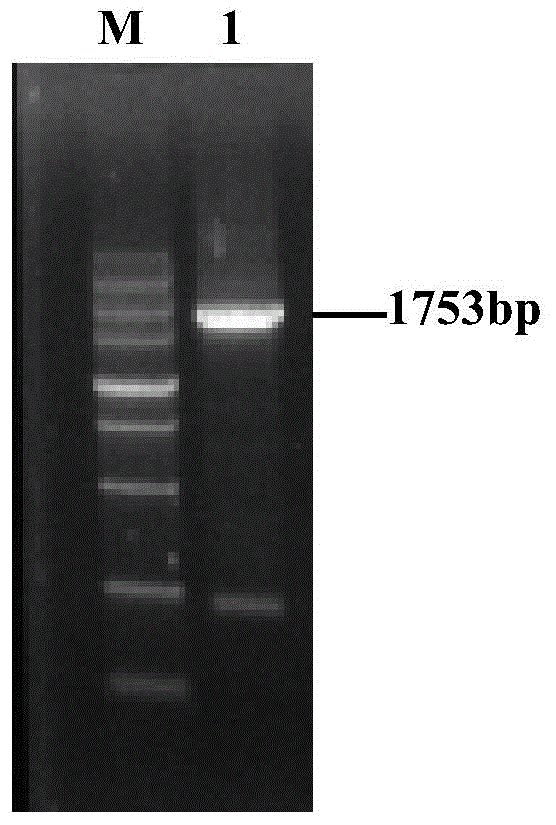 Insect chitin deacetylate enzyme genes 1 and application of insect chitin deacetylate enzyme genes 1 in pest control