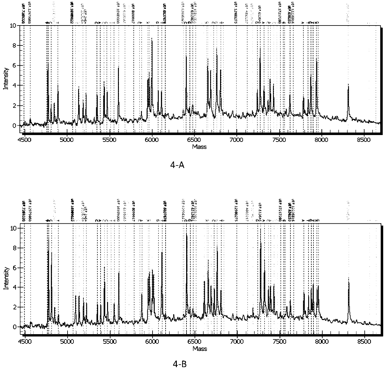 Detection product which is prepared from specific primer composition and used for judging individualized medication of benazepril