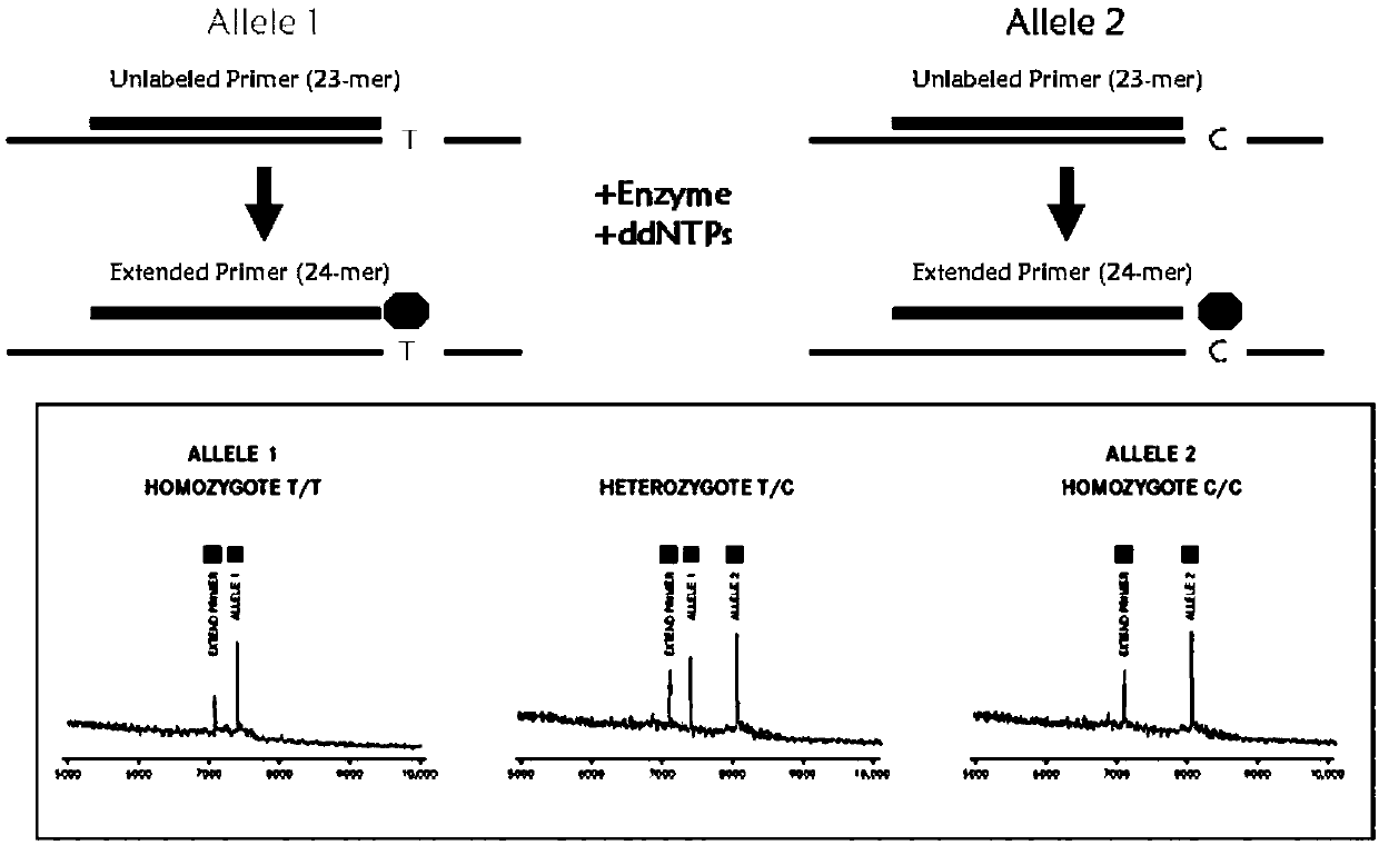 Detection product which is prepared from specific primer composition and used for judging individualized medication of benazepril