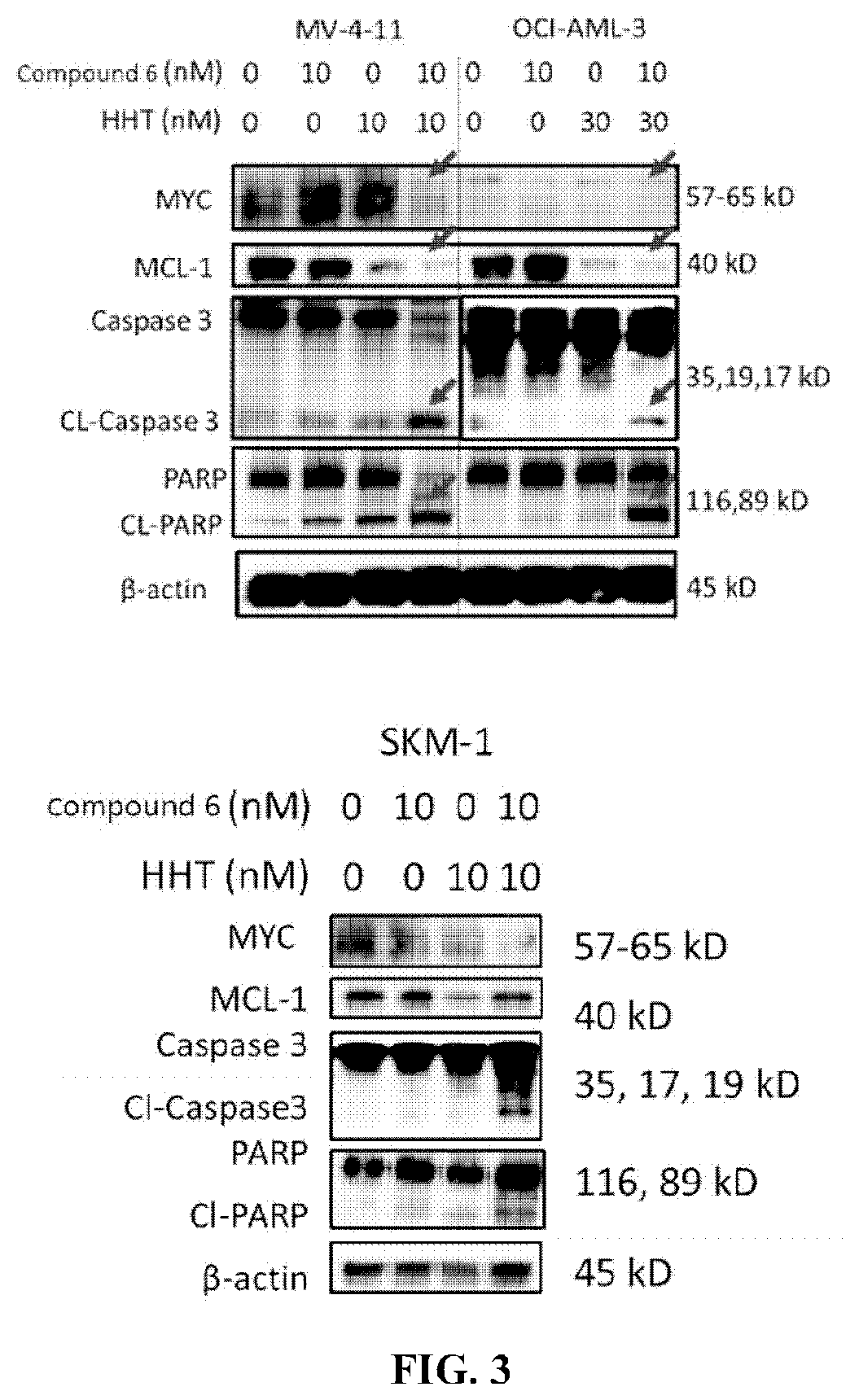 Combination product of a bcl-2/bcl-xl inhibitor and a chemotherapeutic agent and use thereof in the prevention and/or treatment of diseases