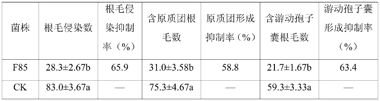 Bacillus velezensis for preventing and treating clubroot disease and application of Bacillus velezensis