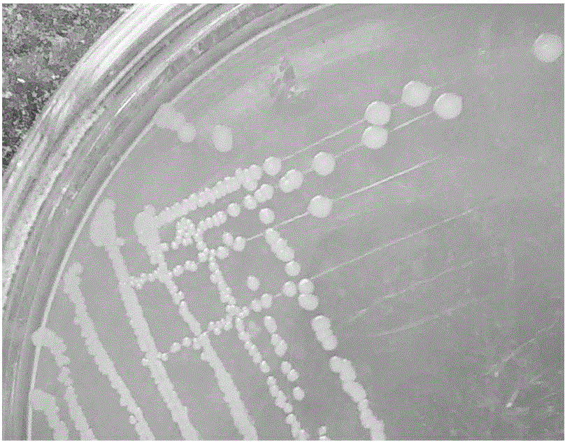 Antagonistic and growth-promoting pseudomonas producing ACC deaminase and application thereof