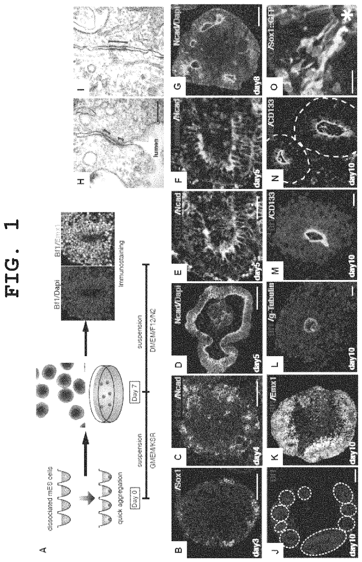 Method for culture of stem cell