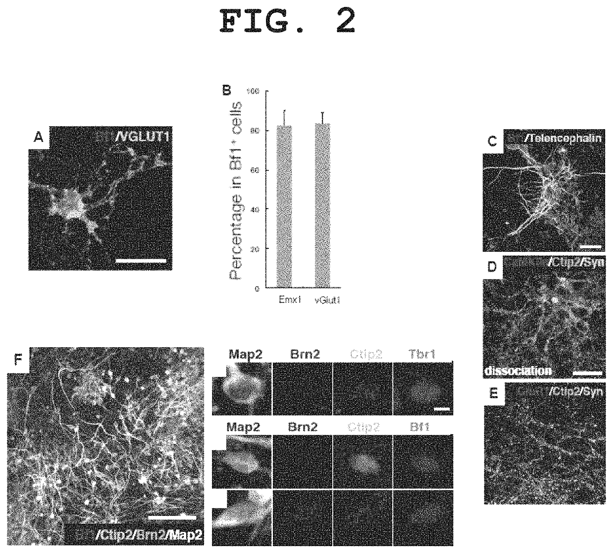 Method for culture of stem cell