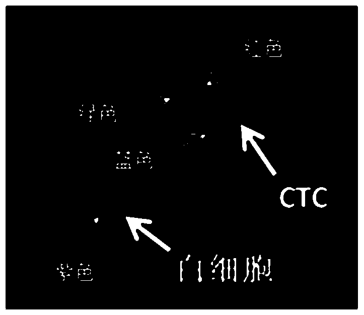 ctc protein typing kit based on microfluidic technology