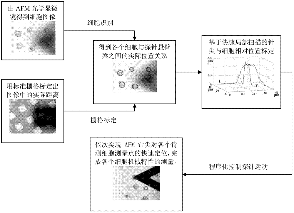 Atomic force microscope (AFM) probe rapid positioning method for cell mechanical property detection