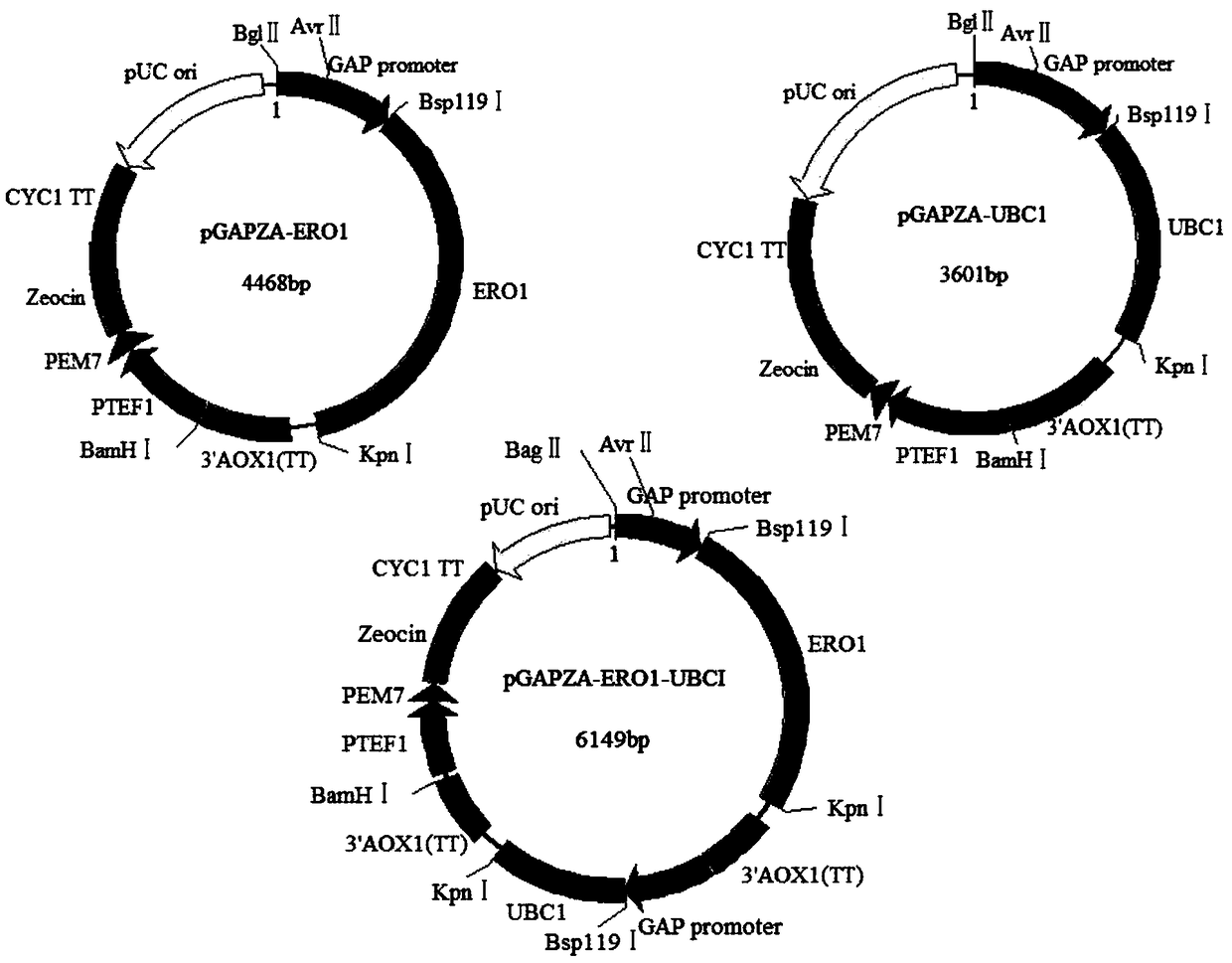 A kind of recombinant bacteria producing alkaline pectinase and its application