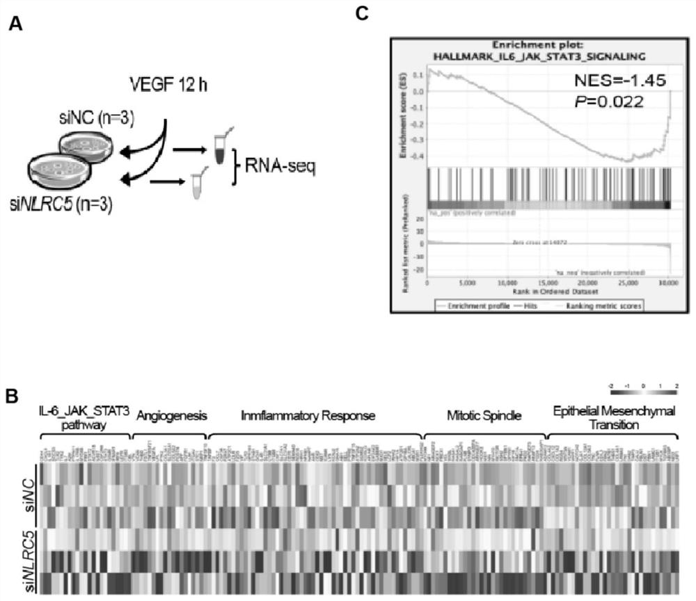 Polypeptide for promoting angiogenesis and pharmaceutical use of polypeptide