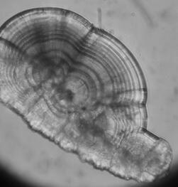 Salmon otolith marking method based on Morse password rule