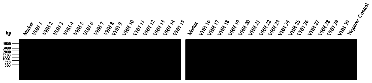 Application of single domain antibody for hepatitis a viruses