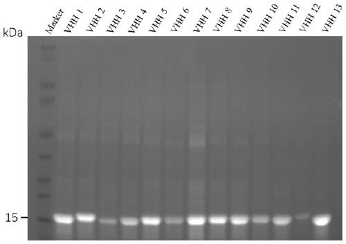 Application of single domain antibody for hepatitis a viruses