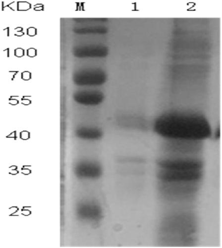 Method for distinguishing early and late infection of syphilis