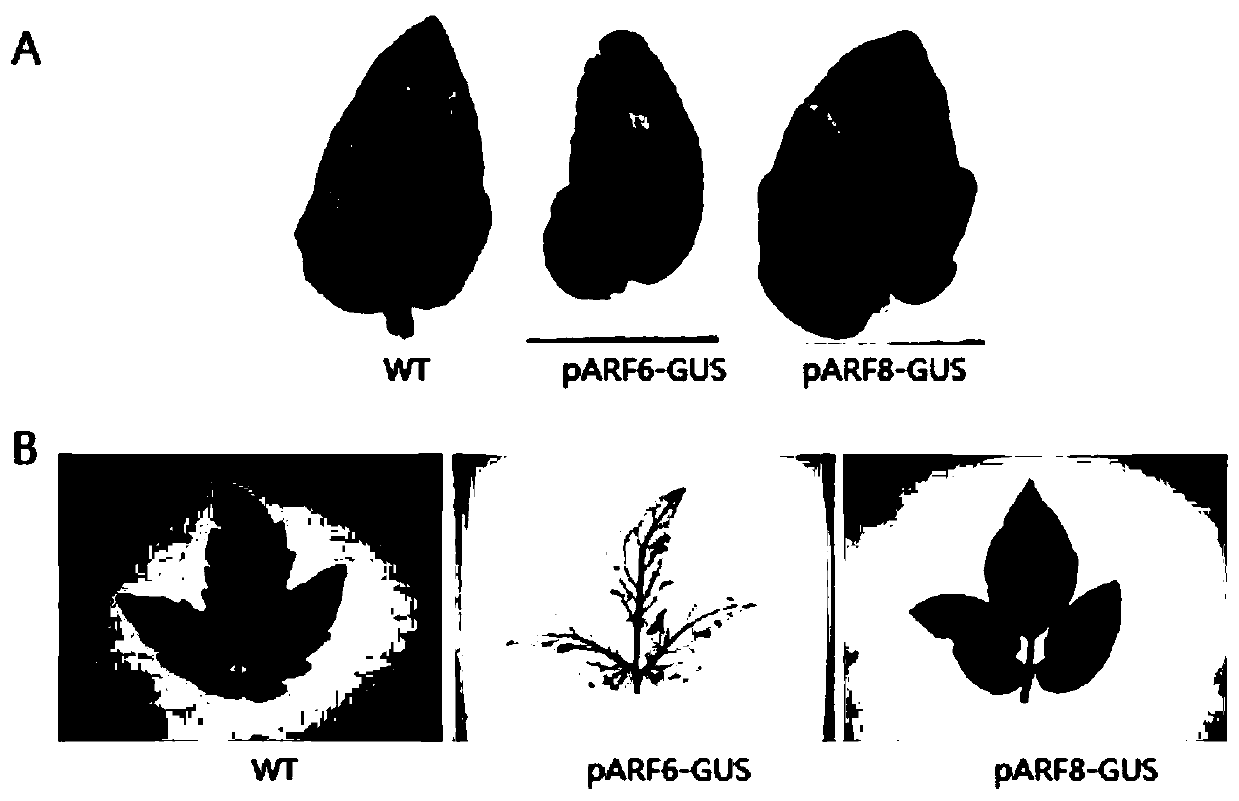 Gene related to tomato leaf senescence and applications thereof