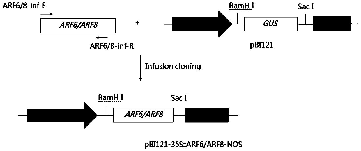 Gene related to tomato leaf senescence and applications thereof