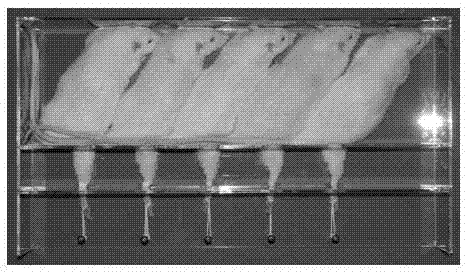 Rat lower extremity osteoradionecrosis model construction device