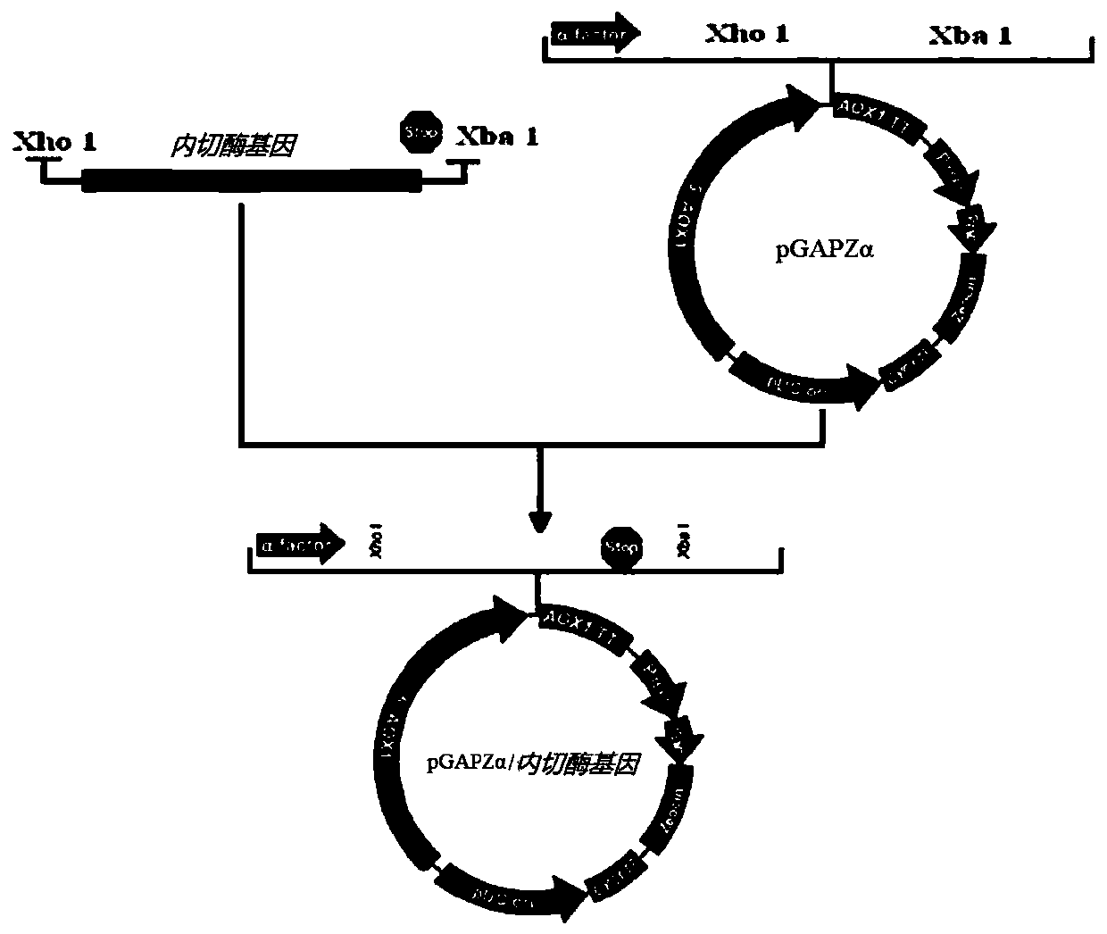 High-activity poria cocos cellulose incision enzyme gene and protein and recombinant vector thereof