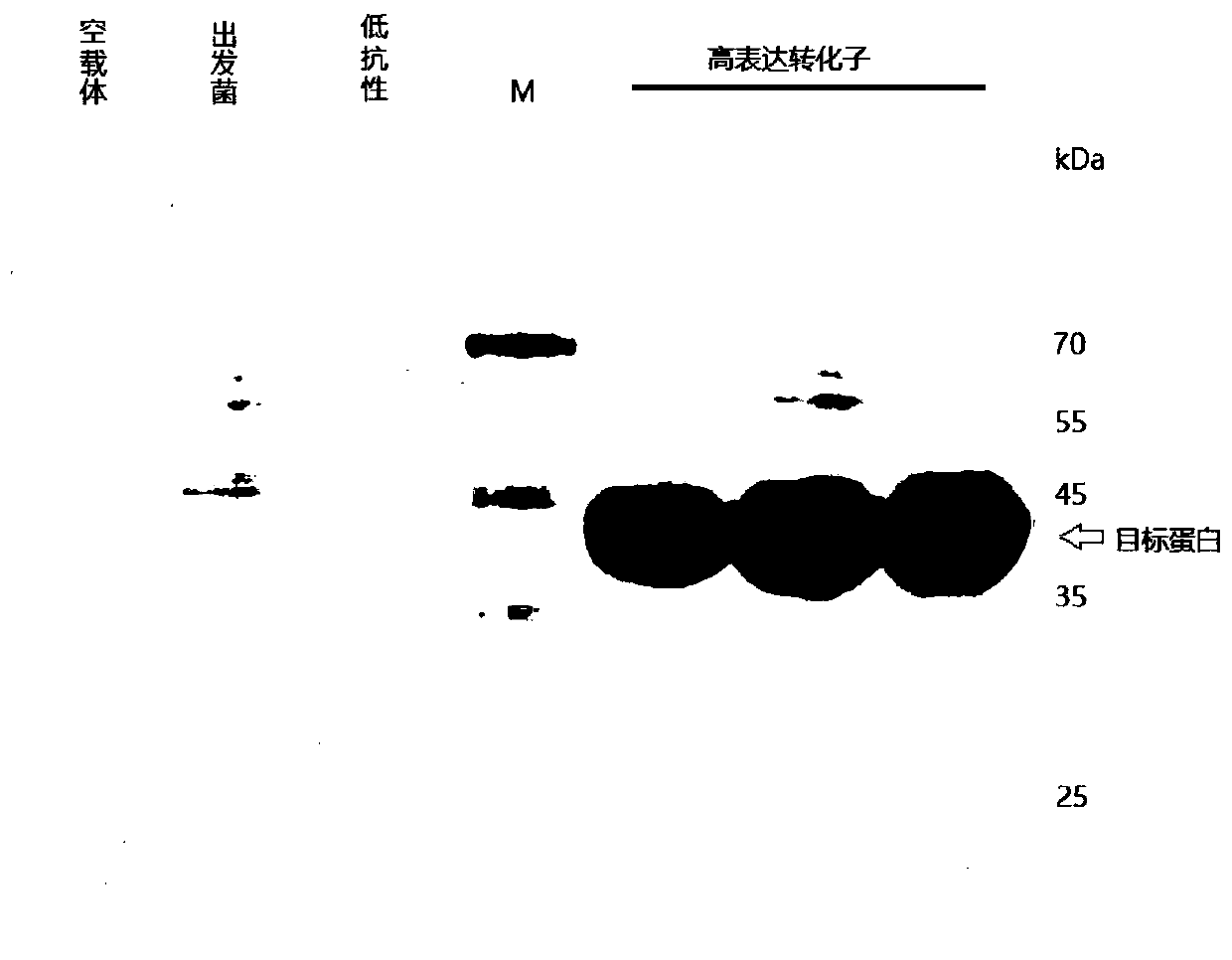 High-activity poria cocos cellulose incision enzyme gene and protein and recombinant vector thereof