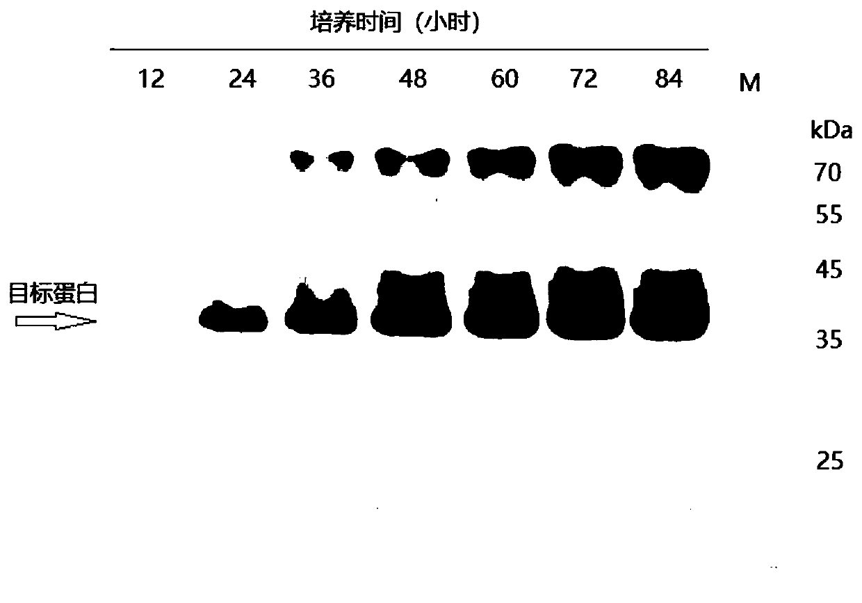 High-activity poria cocos cellulose incision enzyme gene and protein and recombinant vector thereof