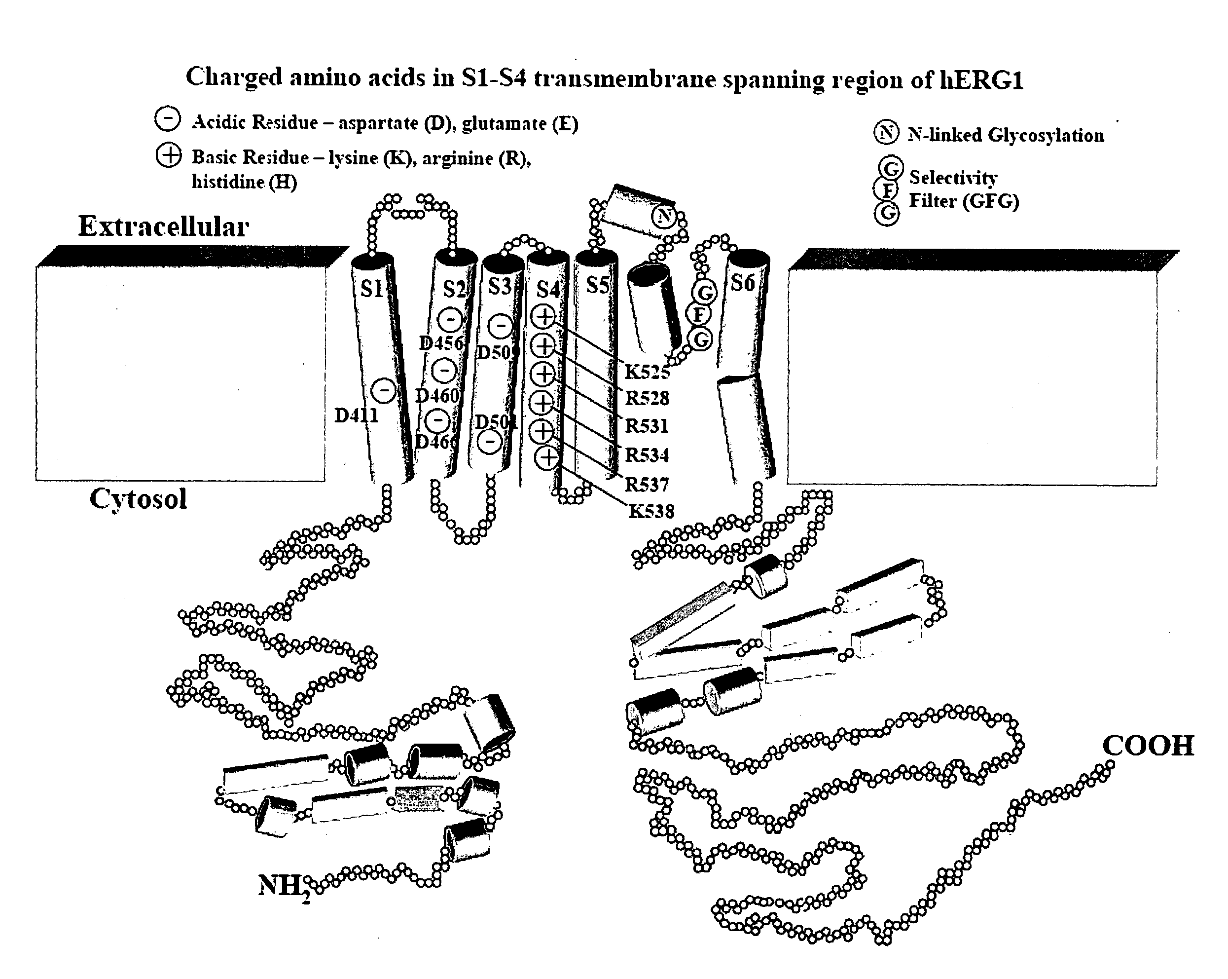 CONSTITUTIVELY OPEN hERG (Kv11.1) MUTANT CHANNELS