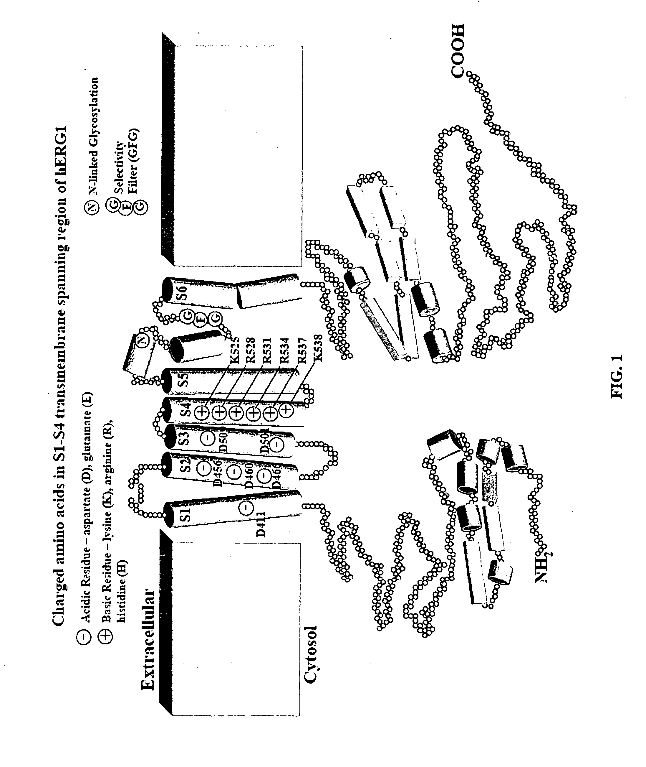 CONSTITUTIVELY OPEN hERG (Kv11.1) MUTANT CHANNELS