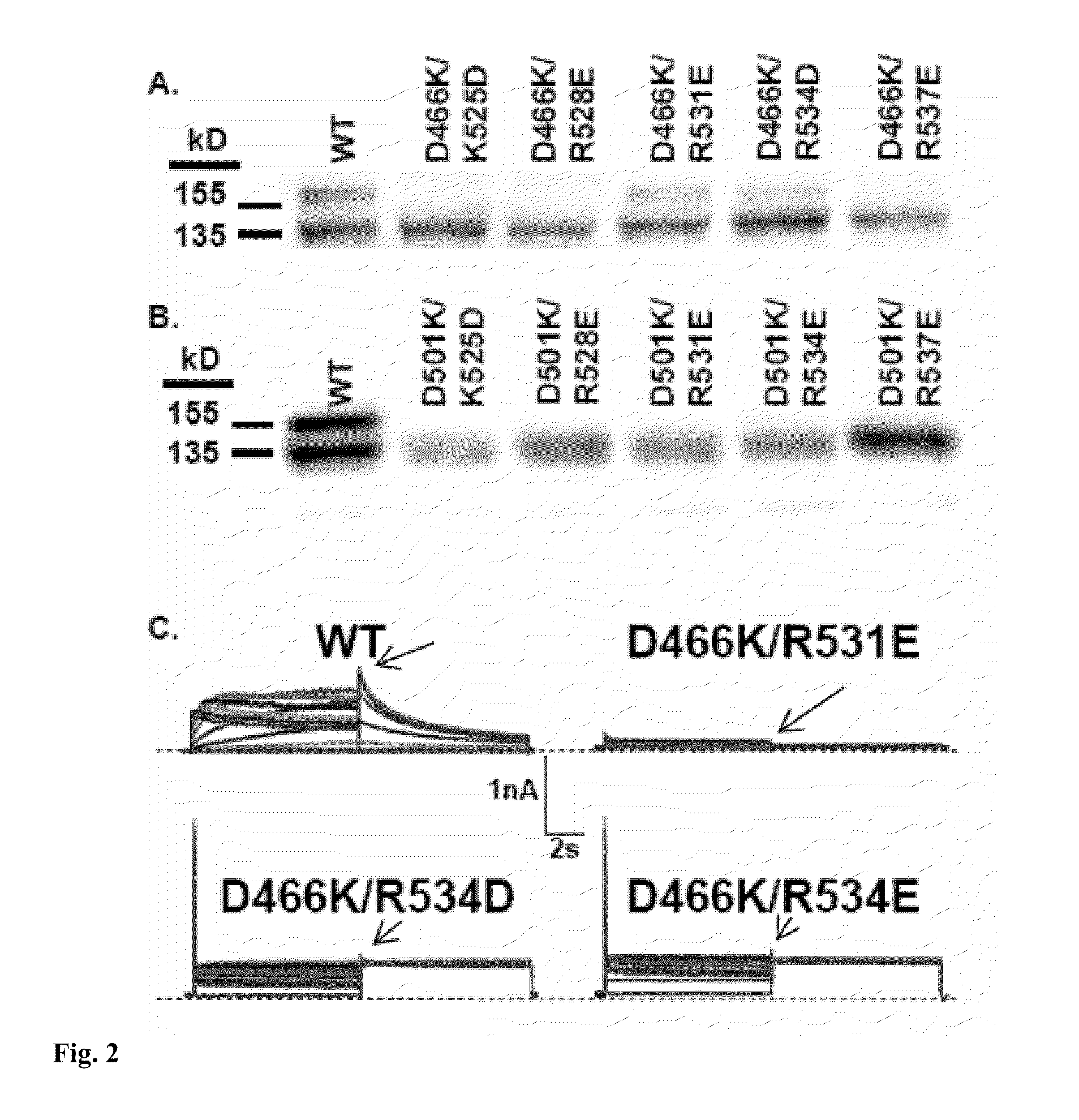 CONSTITUTIVELY OPEN hERG (Kv11.1) MUTANT CHANNELS