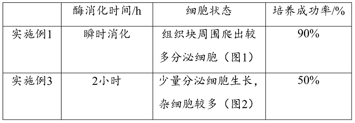 A kind of method and application of muskrat scent gland secretory cell isolated and cultivated in vitro