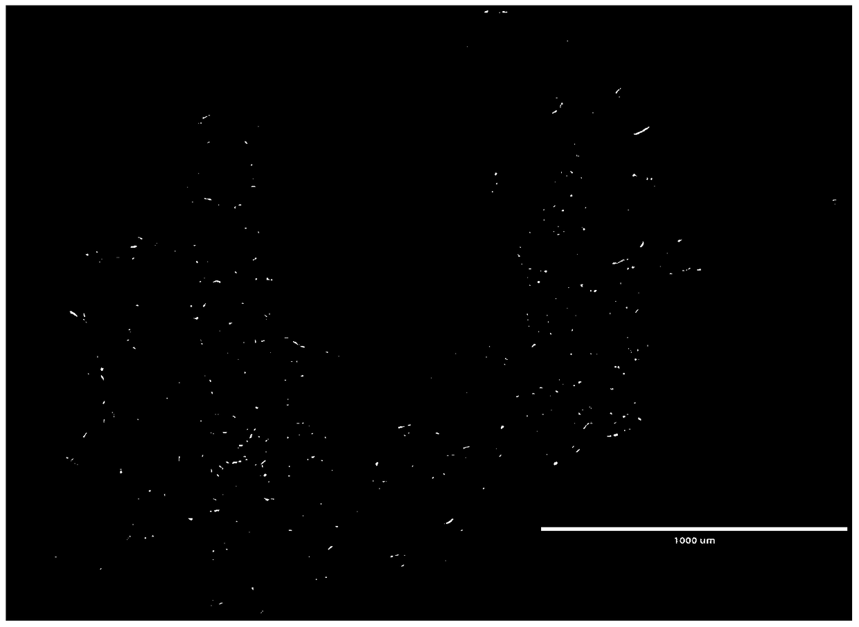 A kind of method and application of muskrat scent gland secretory cell isolated and cultivated in vitro