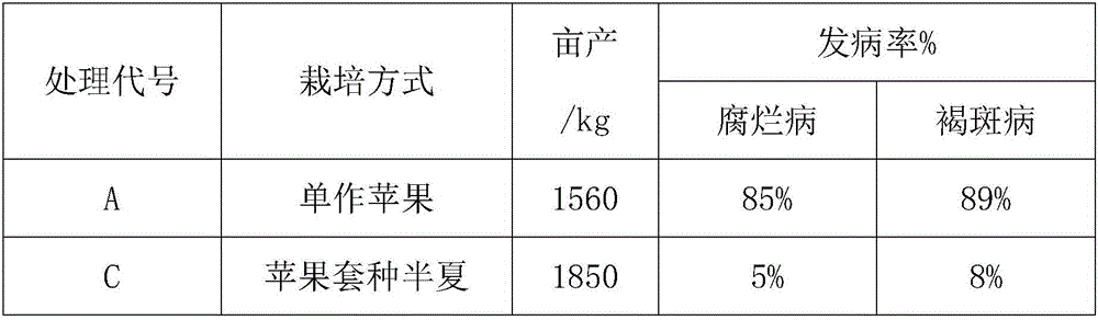 High-yield cultivation method of interplanting of pinellia ternata in apple orchards