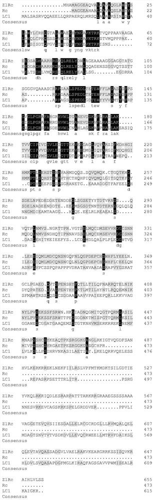 Application of zizania sinensis ZlRc gene in increasing procyanidine content of rice seeds