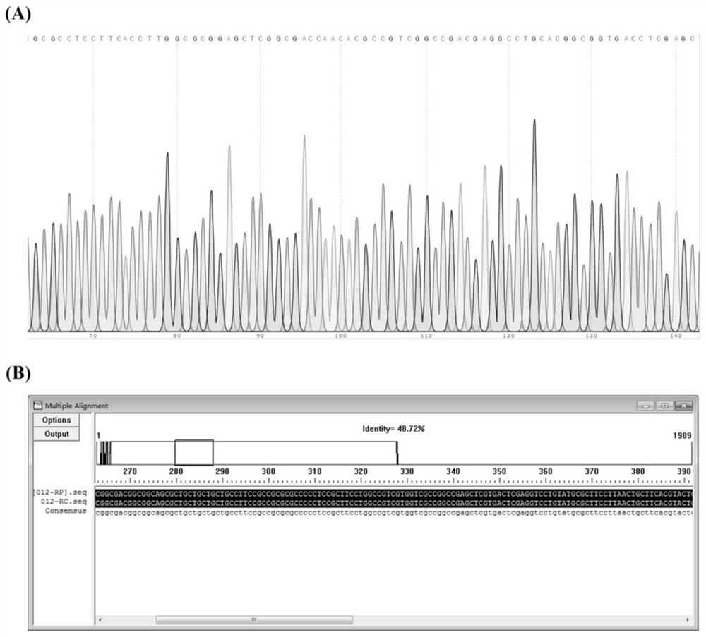 Application of zizania sinensis ZlRc gene in increasing procyanidine content of rice seeds