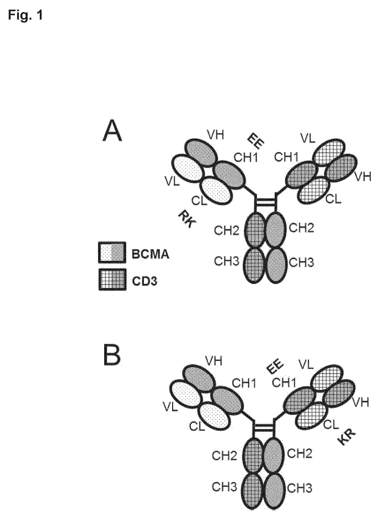 Bispecific antibody against bcma and cd3 and an immunological drug for combined use in treating multiple myeloma