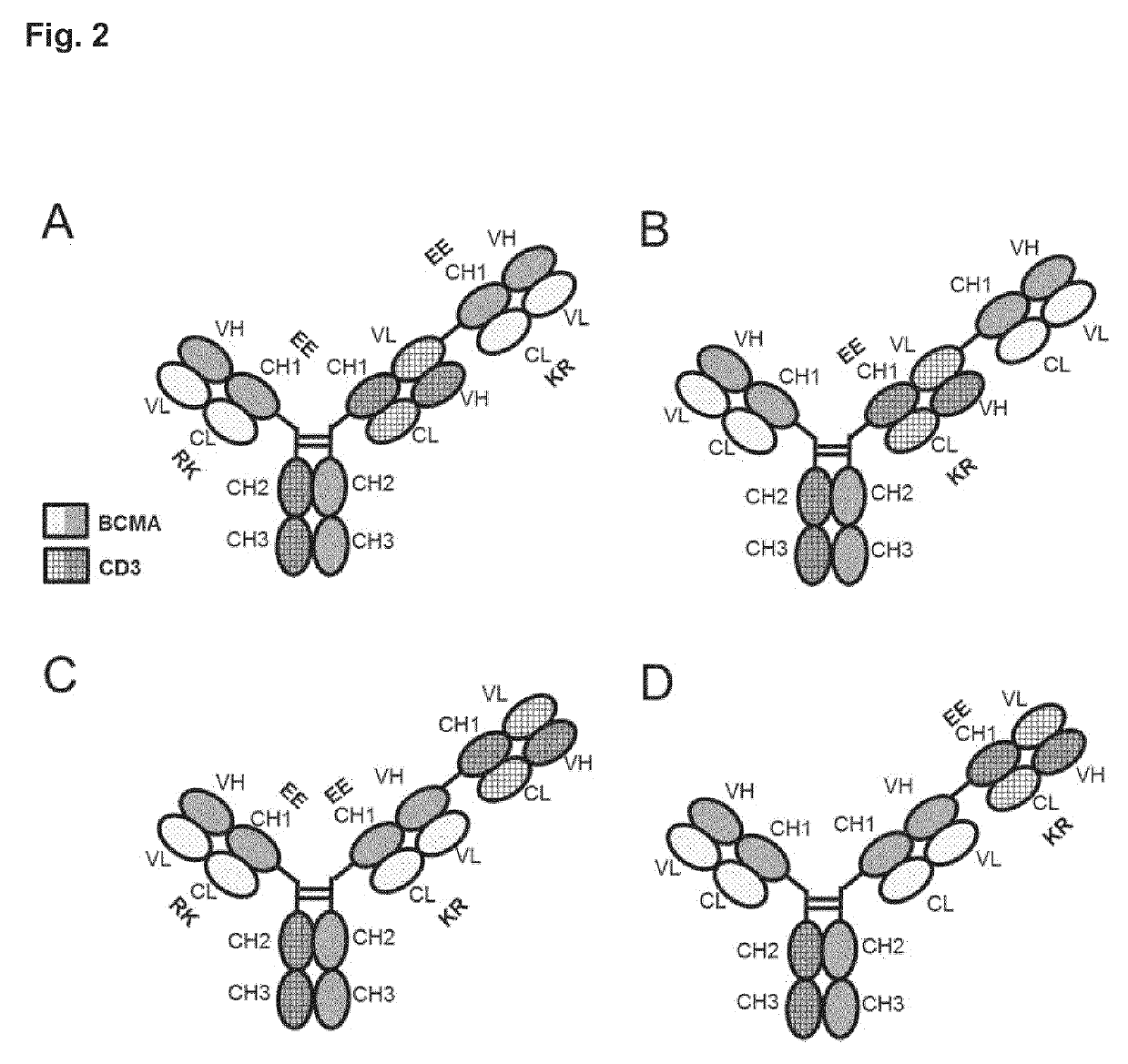 Bispecific antibody against bcma and cd3 and an immunological drug for combined use in treating multiple myeloma