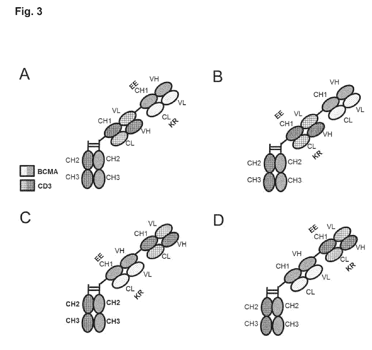 Bispecific antibody against bcma and cd3 and an immunological drug for combined use in treating multiple myeloma