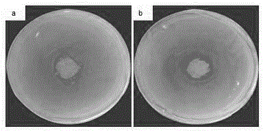 Absorbable antibacterial alginate fibers