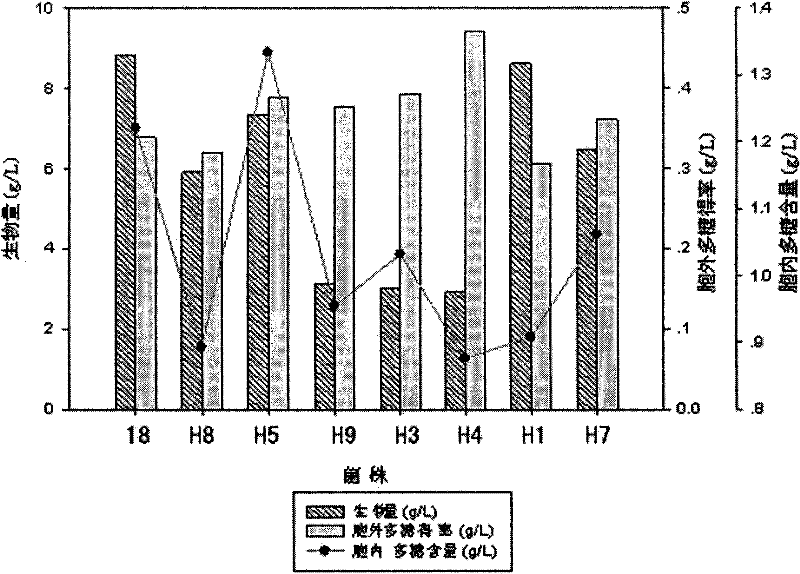 Liquid submerged fermentation culture method for hericium erinaceus