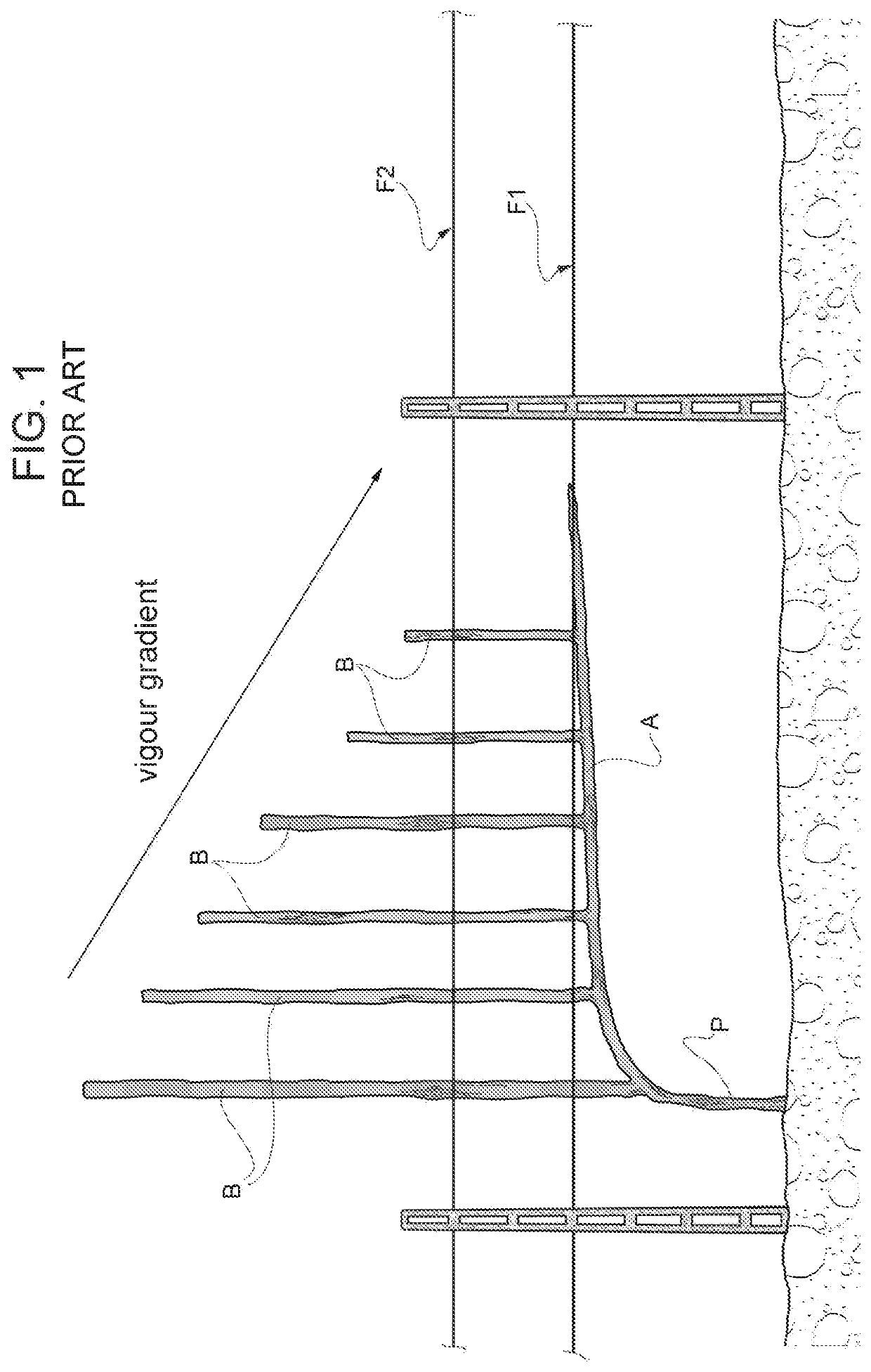 Growing method of fruit trees and associated tree