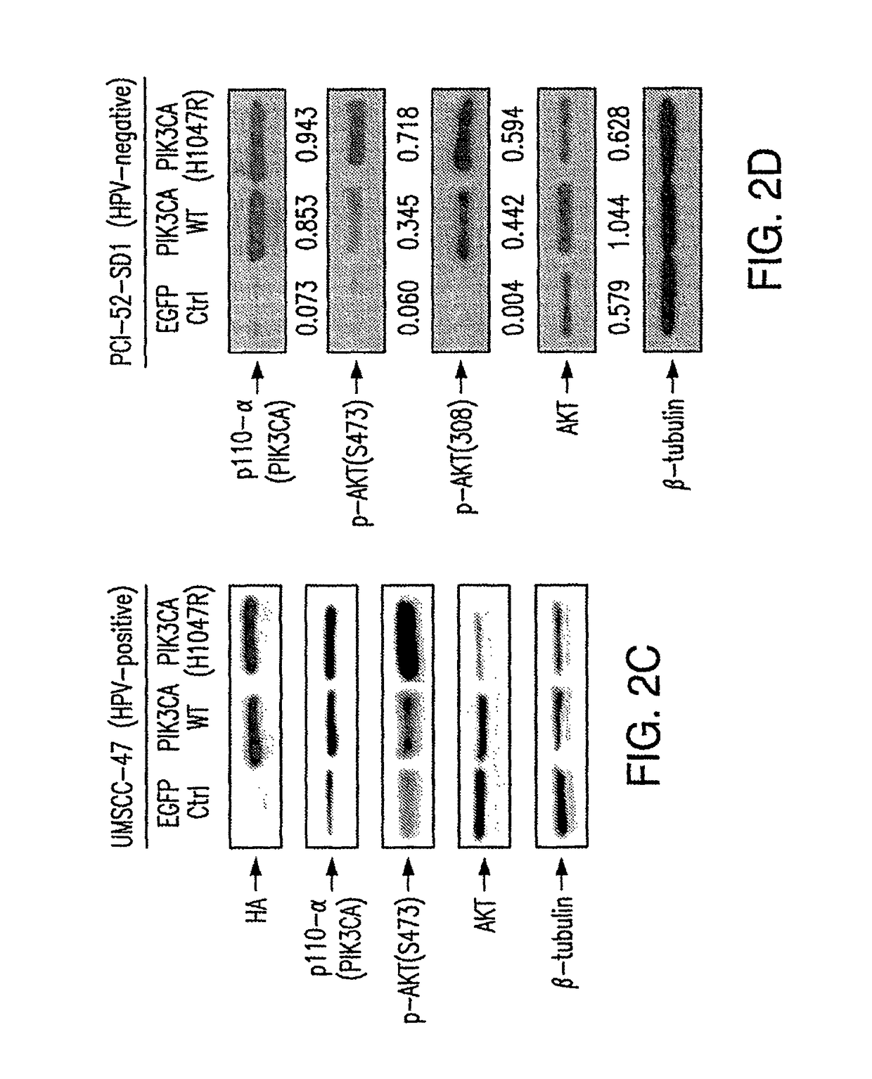 Functional genomics screening platform for head and neck cancer