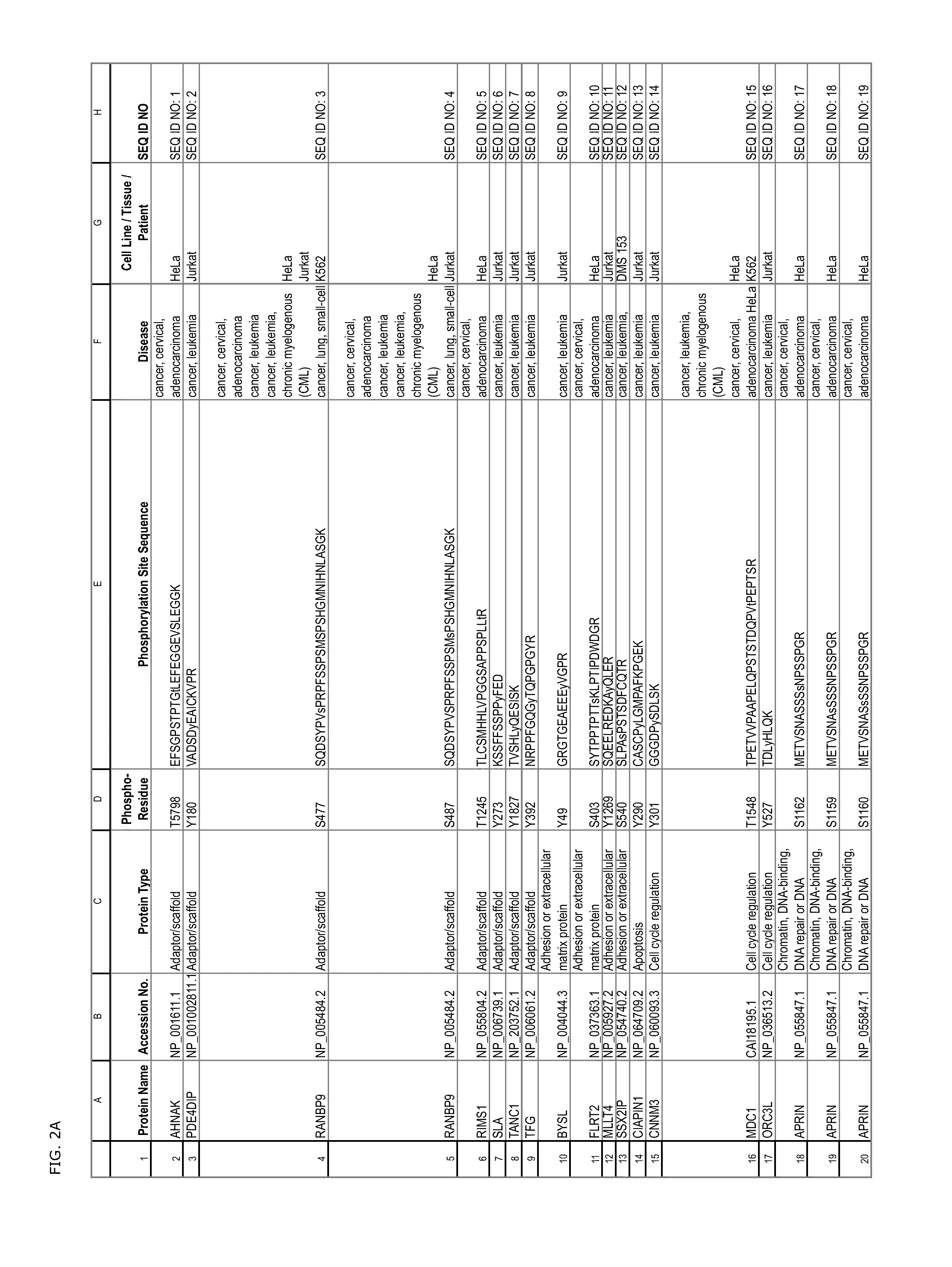 Tyrosine, Serine and Threonine Phosphorylation Sites