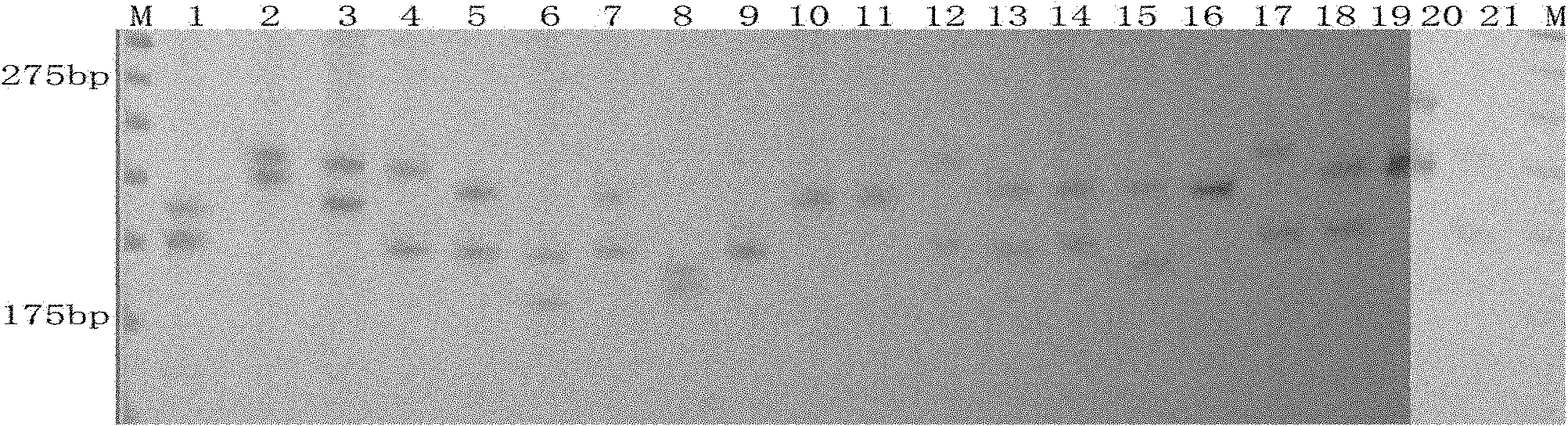 Microsatellite molecular marker of lycoris