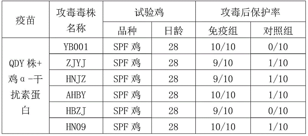 H9 subtype avian influenza virus inactivated vaccine including chicken a-interferon protein