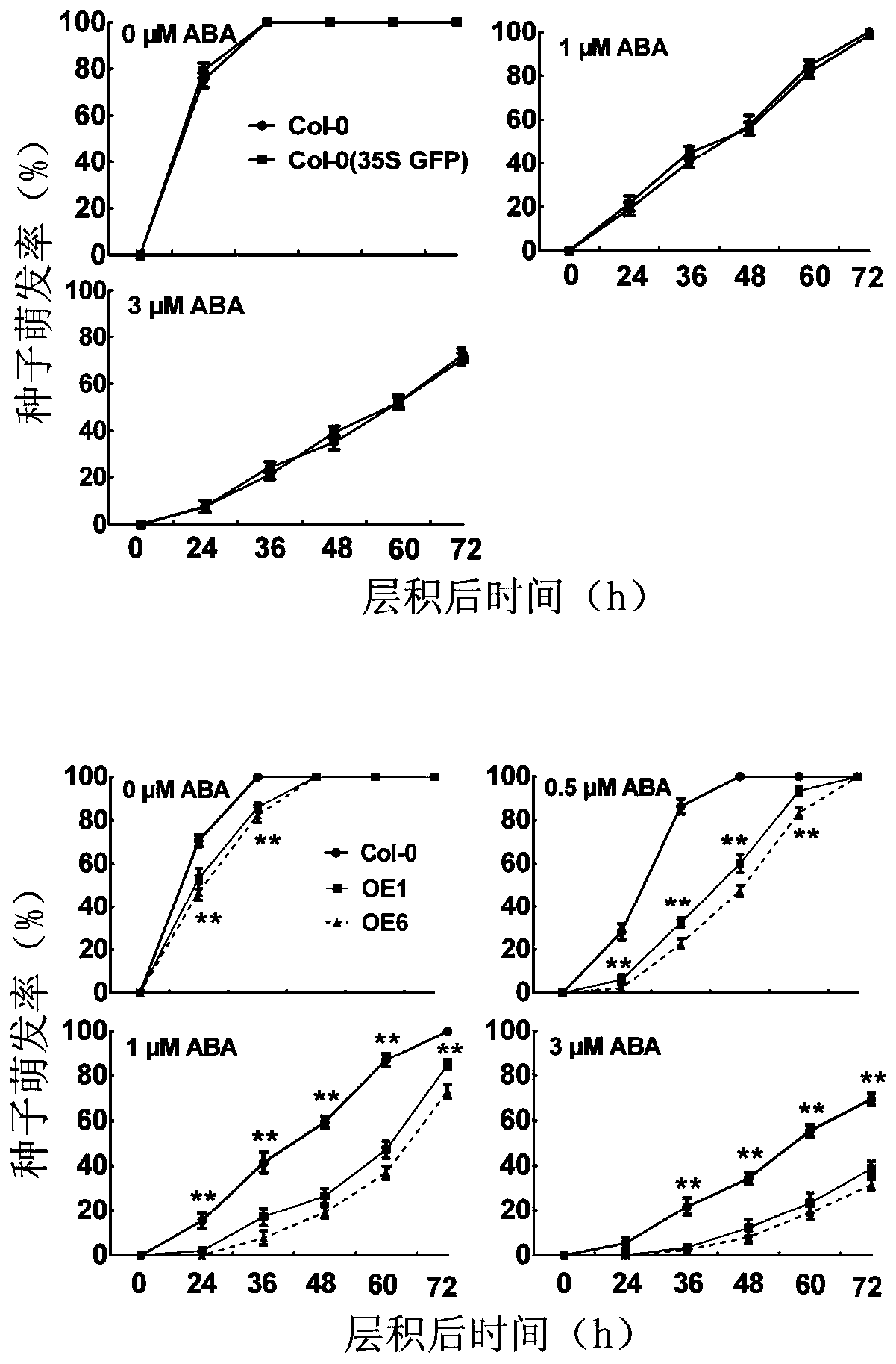 Application of myb37 protein and its coding gene in regulating plant seed germination